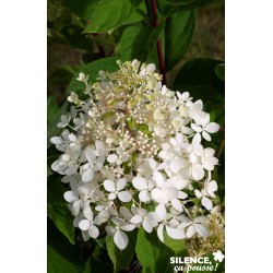 Hydrangea Paniculata...