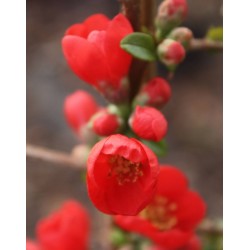 Chaenomeles speciosa...