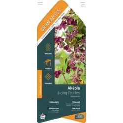 AKEBIA quinata ECH 90/120 C3L