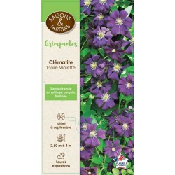 CLEMATIS 'Etoile Violette'...