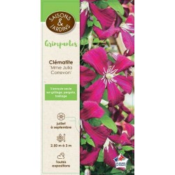 CLEMATIS 'Madame Julia...