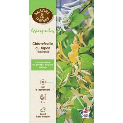LONICERA japonica...