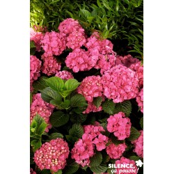 Hortensia Sybilla 5/6Br-C2L-Rc