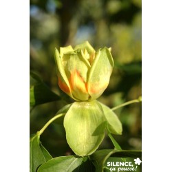 Liriodendron Tulipifera...