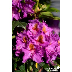 Rhododendron Red Eye...