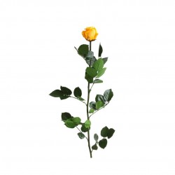 Rose Stabilisee Jne-Ø6-H50