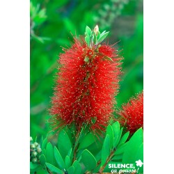 Callistemon Laevis Tfe-C15L
