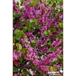 Cercis Siliquastrum Baliv-C15L