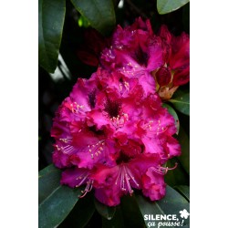 Rhododendron Souvenir Du...
