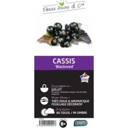 CASSISSIER 'Black'N'Red' C1.5L