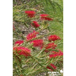 Callistemon Rigidus Tfe-C4.5L