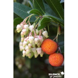 Arbutus Unedo Atlantic...