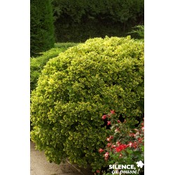 Euonymus Japonicus...