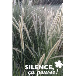 Pennisetum Macrourum Tfe-C4.5L