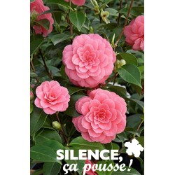 Camellia Rose 60/80-C7L