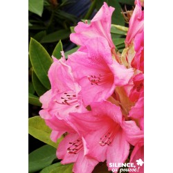 Rhododendron Anna Rose...