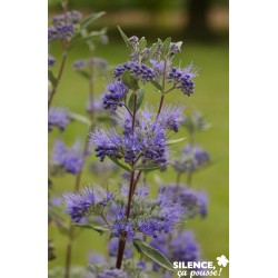 Caryopteris Clandonensis...