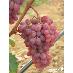 Vigne Katharina Cov Palis-C15L