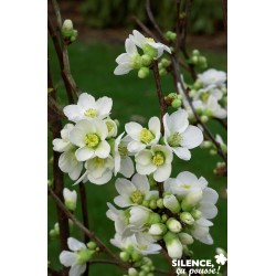 Chaenomeles Speciosa...