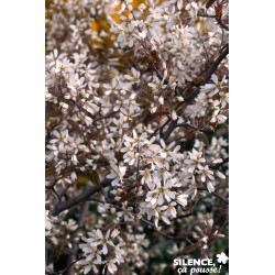 Amelanchier Lamarckii...