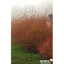 Salix Erytroflexuosa Tfe-C10L