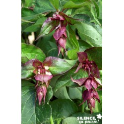 Leycesteria Formosa Purple...