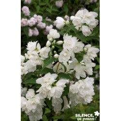 Philadelphus Snowbelle...