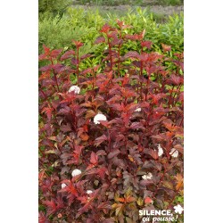 Physocarpus Opulifolius...