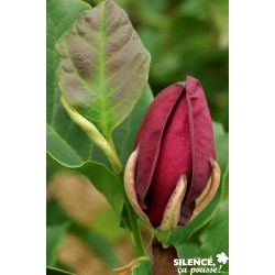Magnolia Genie Cov Baliv-C4.5L