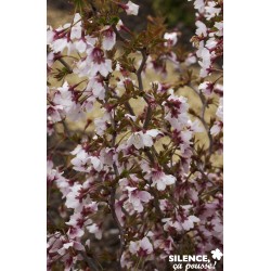 Prunus Incisa Kojo No Mai...