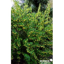 Ribes Odoratum Tfe-C4.5L