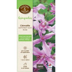 CLEMATIS Saphyra® 'Duo...