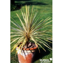 Cordyline Australis Torbay...