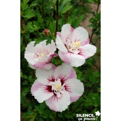 Hibiscus Syriacus Pinky...