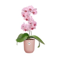 Pot Vibes fold orchidée...