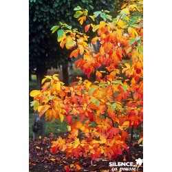 Sassafras Albidum Baliv-C10L