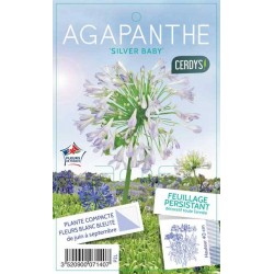AGAPANTHUS 'Silver Baby'...