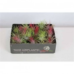 TILLANDSIA exclusive H4 VRAC