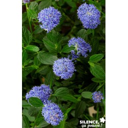 Ceanothus Skylark C4.5L