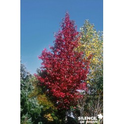 Liquidambar Styraciflua...