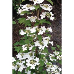 Viburnum Plicatum...