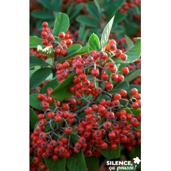 Cotoneaster Lacteus Tfe-C4L