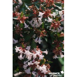 Abelia Grandiflora...