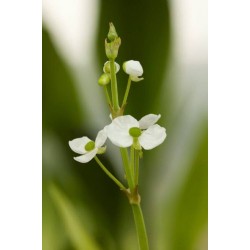 Sagittaria graminea h20-p9