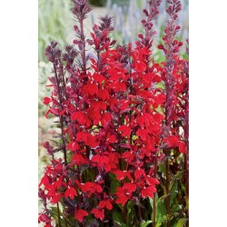 Lobelia Cardinalis P28