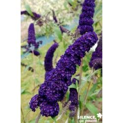 Buddleja Davidii Black...