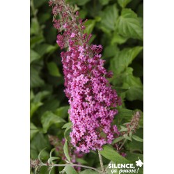 Buddleja Davidii Pink...