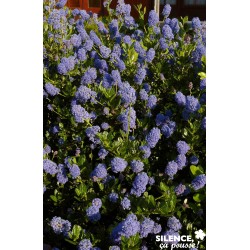 Ceanothus Victoria Tfe-C10L