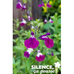 Salvia Greggii Amethyst...