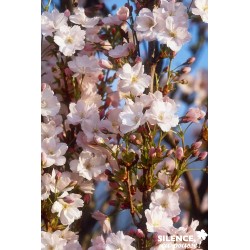 Prunus Amanogawa Baliv-C15L